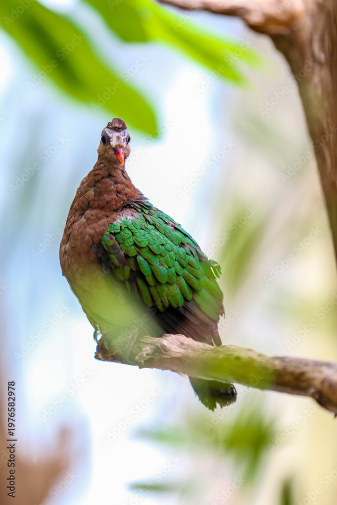 Obraz premium common emerald dove