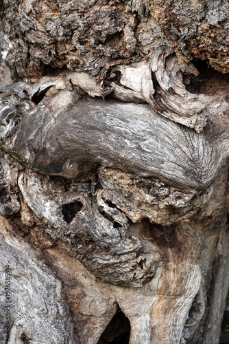 Close up of the artistically textured and hoary  bark of an ancient catalpa tree