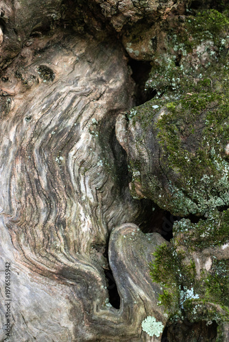 Close up of the beautifully textured, moss covered,  and curvaceous bark of an ancient catalpa tree