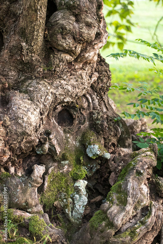 Hoary Old Catalpa Tree Trunk and Moss
