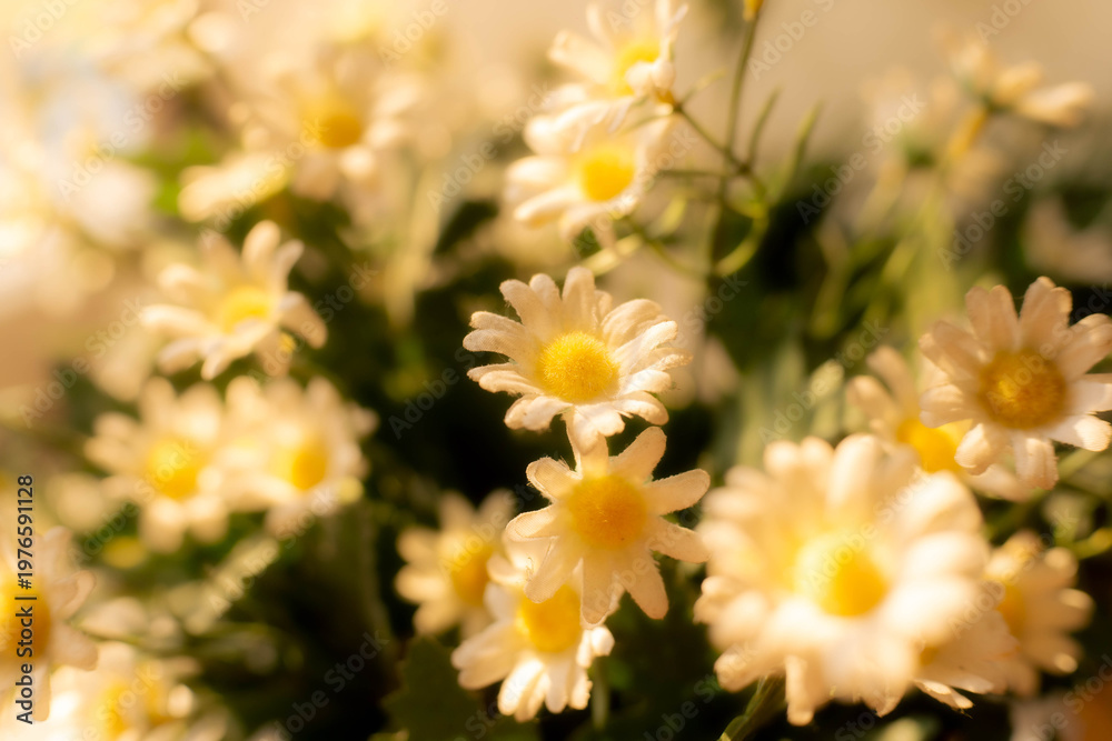 Obraz premium yellow flowers in the garden