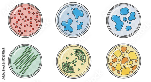 Vector illustration of set of petri dishes with various bacterial colonies and microorganisms on a transparent background