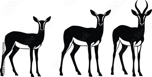 Black silhouettes of antelope animals, wildlife illustration showing growth stages, hornless young antelope and mature horned antelope comparison vector