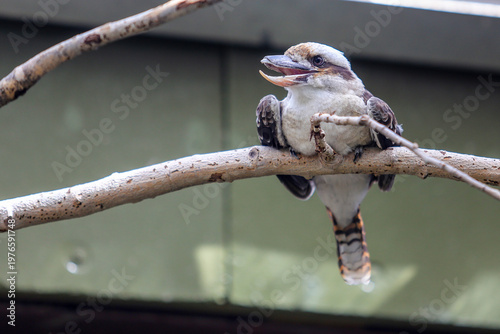 kookaburra