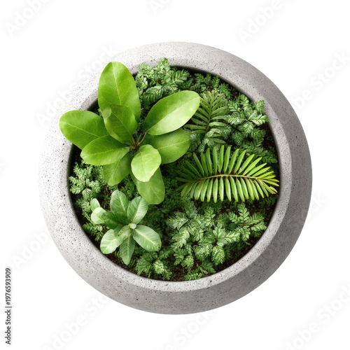 Lush potted Garden: A vibrant top-down view showcases an arrangement of diverse greenery thriving within a circular stone planter.