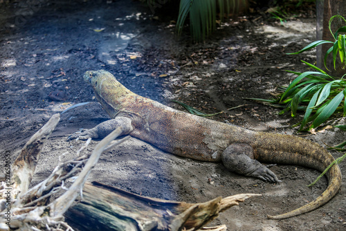 Komodo dragon