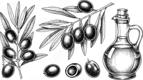 Olive oil bottle and olive branches vintage hand drawn illustration set.
