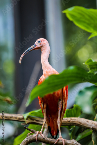 Scarlet Ibis