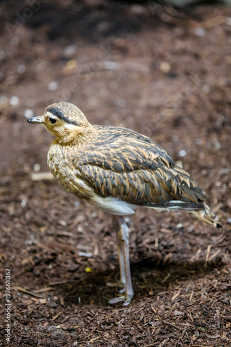 Bush stone curlew