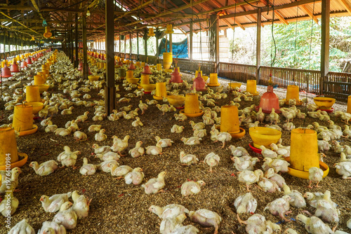 Obraz na płótnie Rows of young chickens densely packed in a large covered poultry farm with yello