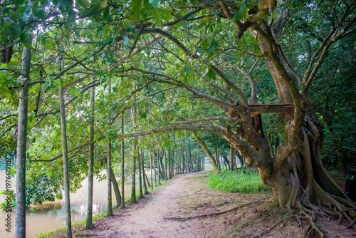 A quiet lakeside walking path lined with trees and ancient roots along a riverside.