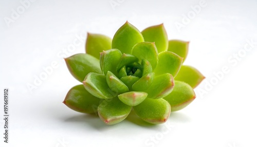 Vibrant Green Succulent Plant Isolated on White Background.
