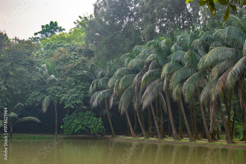 Tropical palm trees lining a calm lake shore with a green forest in soft light.