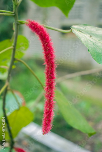 Red fuzzy catkin of Acalypha hispida also known as the Chenille flower in a garden.