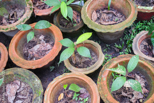 Young green seedlings growing in terracotta pots ready for planting in a garden nursery.