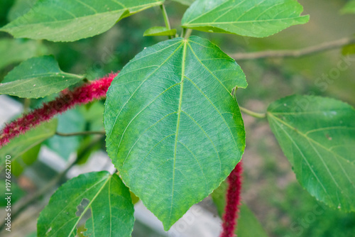 Lush green serrated leaves of the Acalypha hispida Chenille plant in close up.