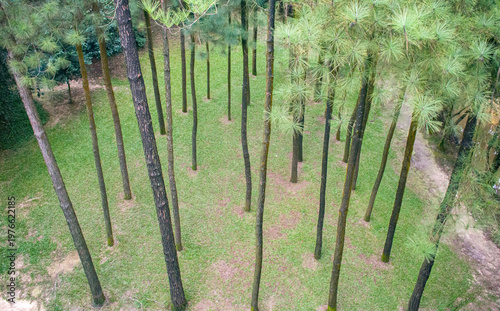 Aerial top view of tall Pinus trees growing in a symmetrical green park grove.