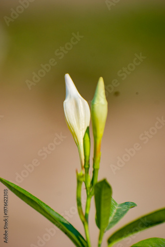 Vibrant yellow flower buds of Cascabela thevetia commonly known as Yellow Oleander.