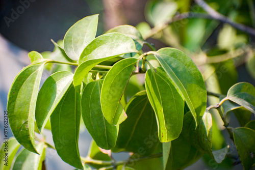 Shiny green leaves of the Cinnamomum verum plant used for Ceylon cinnamon.