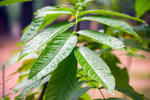 Close up of green leaves covered with fresh raindrops on wet foliage after rain.