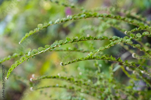 Macro view of delicate green fern fronds with tiny leaves creating a botanical pattern.