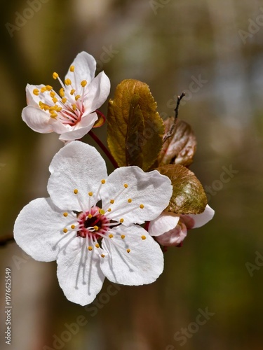 Quadro su tela White sloe flowers in beautiful light close-up view, beauty of nature