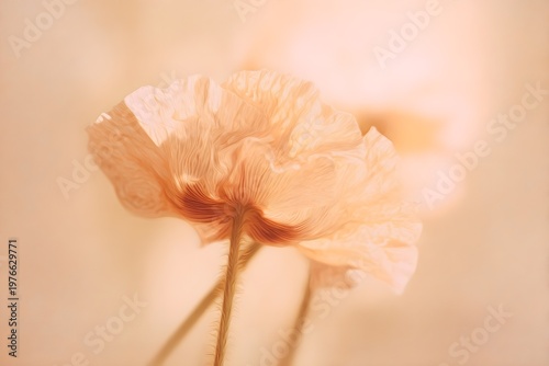 Soft Peach Poppies in Dreamy Light