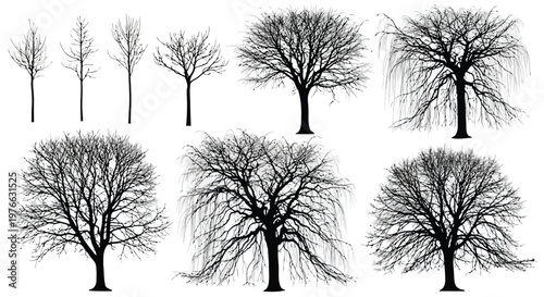 A collection of bare trees in various stages of growth