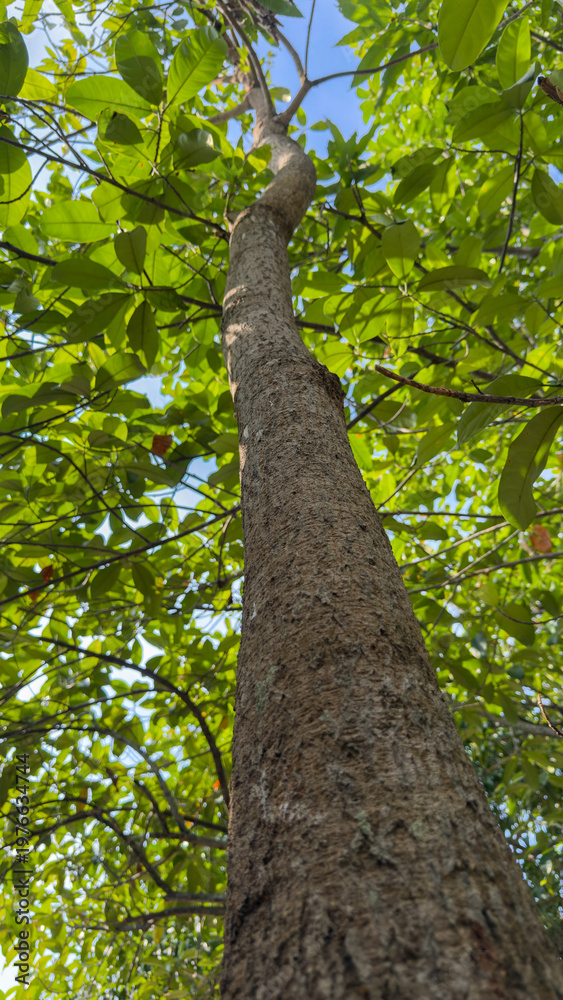 Obraz premium Reach for the Azure Canopy