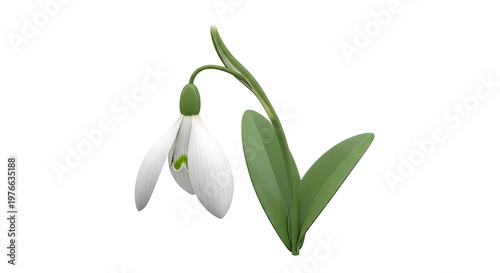 3D Rendered Snowdrop Flower with Green Leaves