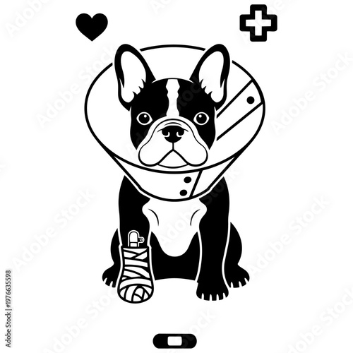 A french bulldog with a bandaged leg and cone of shame isolated on transparent background, Vector