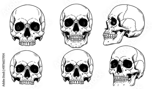 A set of six black and white skull illustrations in various angles