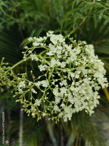 close up of a white flower