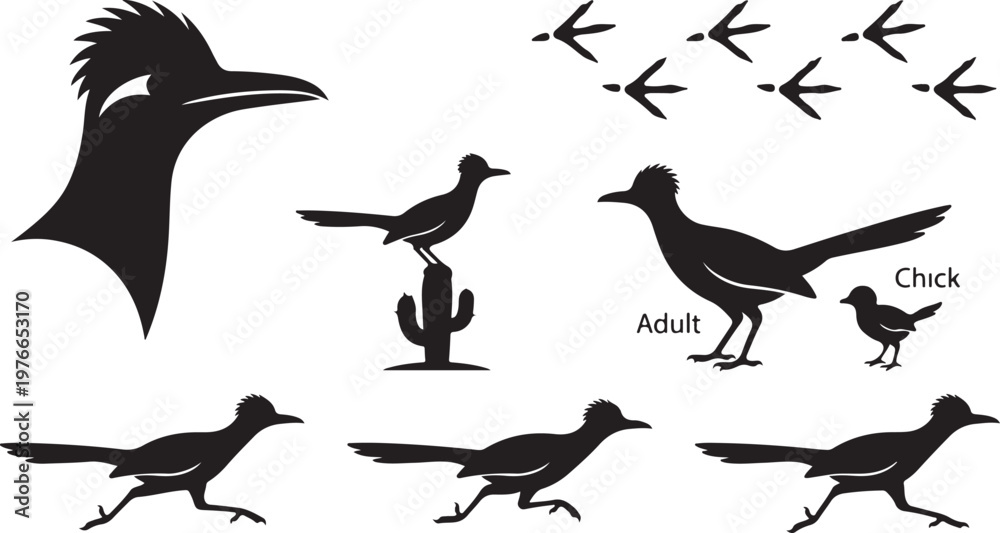 Fototapeta premium Roadrunner Bird Silhouette Set with Running Poses, Head Profile, Tracks, and Cactus - Desert Wildlife Vector Illustrations.