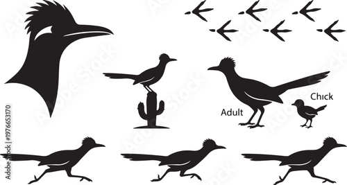 Roadrunner Bird Silhouette Set with Running Poses, Head Profile, Tracks, and Cactus - Desert Wildlife Vector Illustrations.