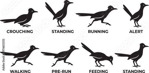 Set of Roadrunner Silhouettes and Poses, Greater Roadrunner Bird Icons Showing Running, Walking, Standing, and Feeding Actions