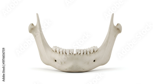Human jawbone with teeth isolated on white.