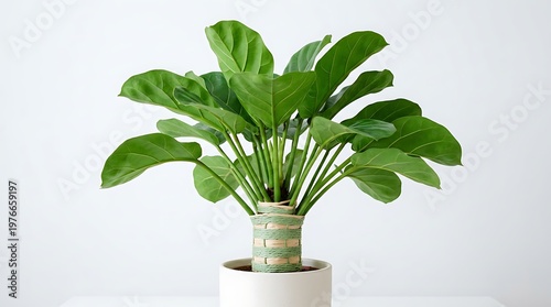 Large green leafy plant in a white pot with woven stem decoration on a plain background  houseplant with big leaves