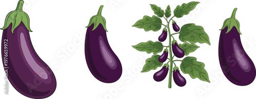 Purple eggplant vegetable collection with fresh aubergine and eggplant plant with green leaves botanical agriculture illustration organic food vector set