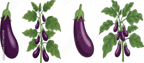Eggplant vegetable and eggplant plant collection with purple aubergine and green leaves botanical agriculture illustration healthy organic food vector set