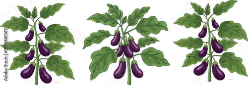 Eggplant plant collection with purple aubergine vegetables and green leaves botanical agriculture illustration for organic farming healthy food vector set