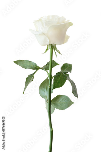 White rose flower. The photo features a fully bloomed white rose on a transpa...