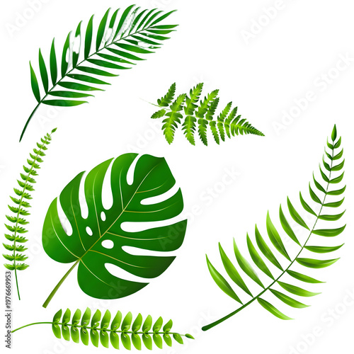 vector illustration of a fern