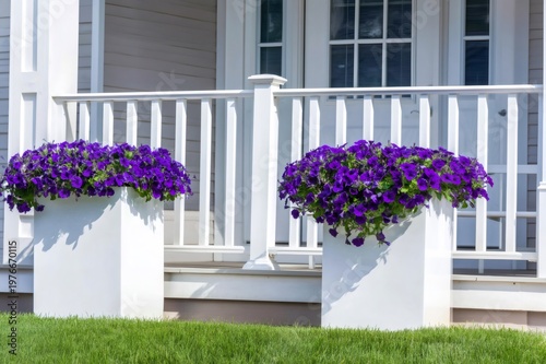 Purple petunia flowers blooming in white outdoor planters