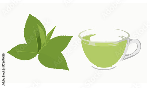Green Tea Cup with Fresh Leaves Botanical Vector Illustration