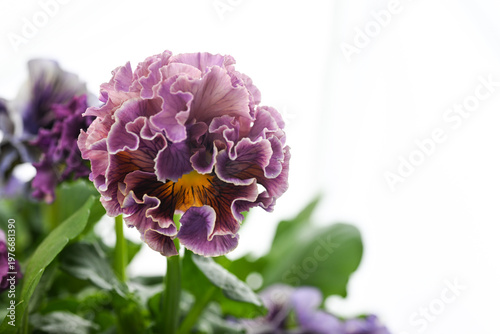 Japanese Viola Flowers with White Background