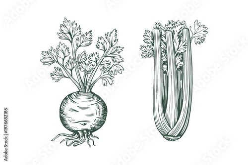 Green of celery plant and celery stalk with leaves