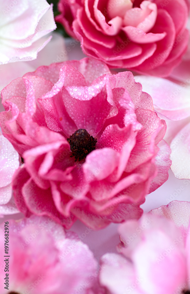 Fototapeta premium Closer up of Pink Butterfly Ranunculus Flowers