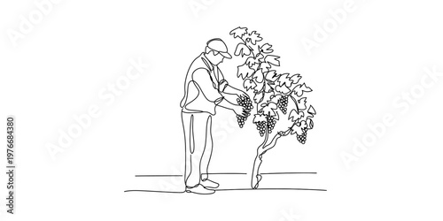 A single line drawing illustration of a farmer harvesting ripe grapes from a lush vineyard vine Vector, illustration