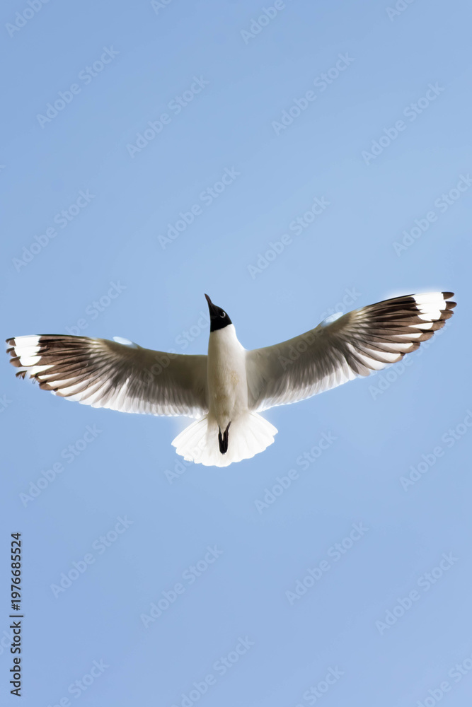 Obraz premium Andean gull flying under a clear sky, showing its wings outstretched in freedom